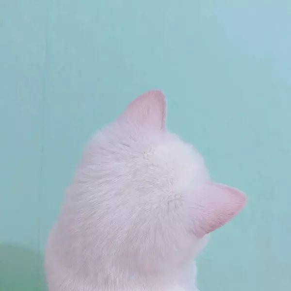 猫咪会抑郁吗有什么表现，辟谣猫都没心没肺