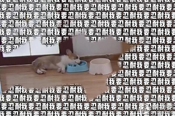 可爱的柯基怎么养成的，一步到位教你养好柯基狗