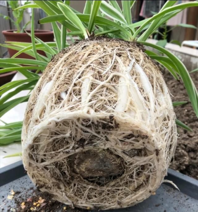 室内植物100种大盆栽，好养而又适合室内养殖的盆栽（园艺师给大家介绍10种适合室内养的花卉盆栽）