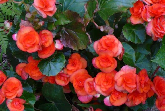 一年四季开花的海棠花，开花小巧花香足