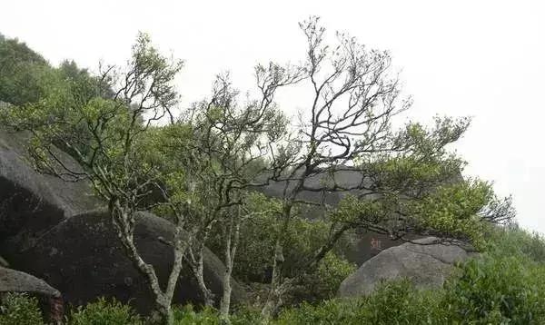 世上最好的茶排名，最贵的12款茶看看就算了