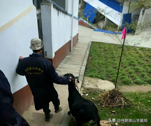 羊肥胖(羊肥胖流产)