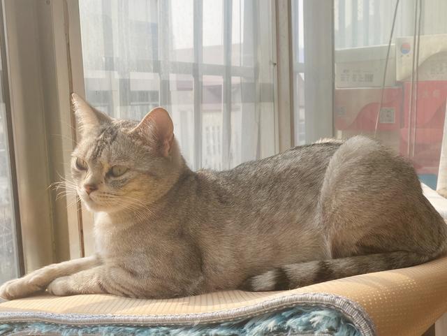 猫传腹的典型过程，关于猫传腹，你一定要提前知道