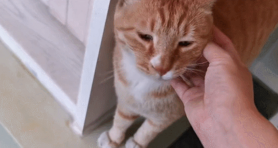 故宫最胆小御猫，我们只是惊呼是不够的