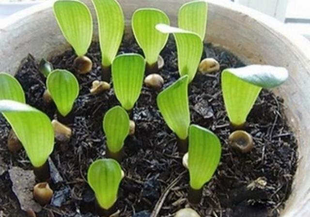 君子兰种子怎么种，君子兰的种子怎样育苗