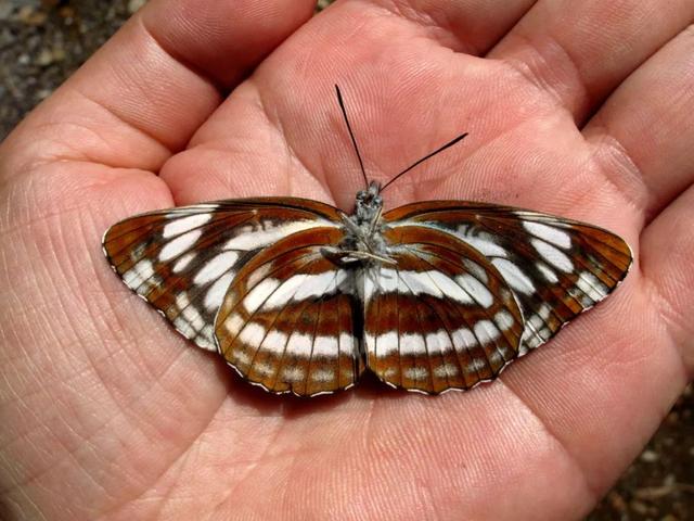 最常见的蝴蝶有哪几种，夏日赏蝶正当时