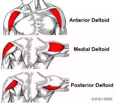 徒手如何练肩三角肌，五个动作高效练肩