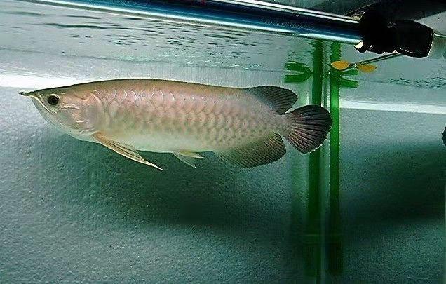 观赏鱼混养搭配方案，把观赏鱼混养到位