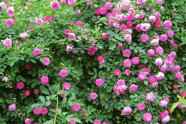 玫瑰与月季的区别，玫瑰和月季的主要区别（一篇文章告诉你它俩之间的差别）