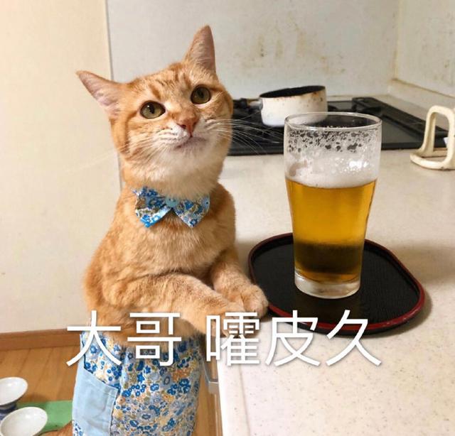 猫咪表情包大全图，可爱的猫咪表情包合集