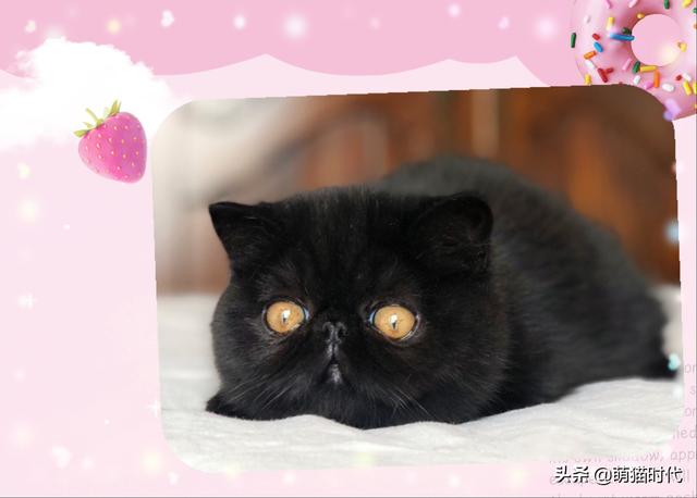 猫粮应该怎么喂，怎样的猫粮让猫吃着放心