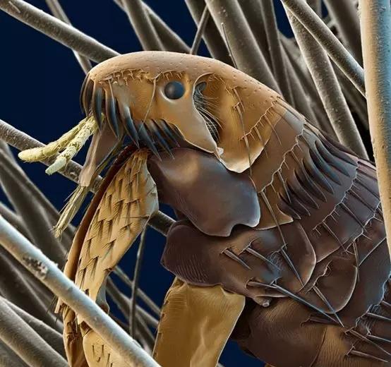 书生记录历史流氓创造历史，改变历史的跳蚤