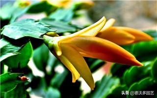 蟹爪莲是怎么养的，蟹爪兰怎么养