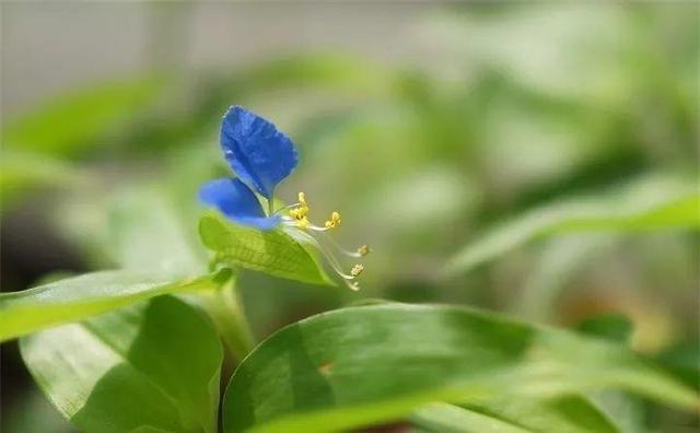 最常见二十种野花野草，都是童年的回忆