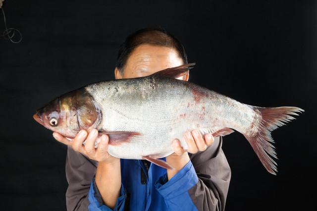 适合垂钓的淡水鱼品种，这4种淡水鱼被称为四大家鱼