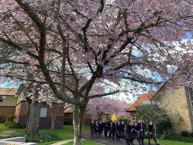 樱花烂漫几多时最新日本赏樱攻略，岁岁樱花树树春