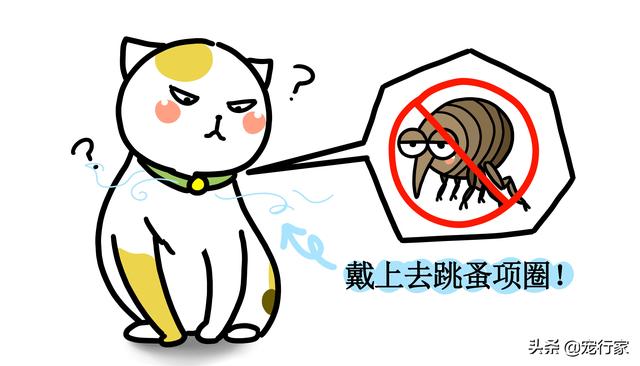 猫如何防止跳蚤，也能给猫咪体外驱虫