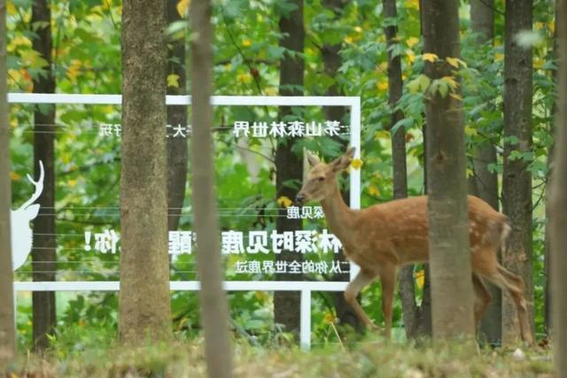 金坛茅山景点介绍，金坛茅山人气爆棚