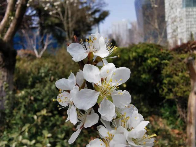 清明适合赏花的地方，纷纷春雨过后是最美人间四月天