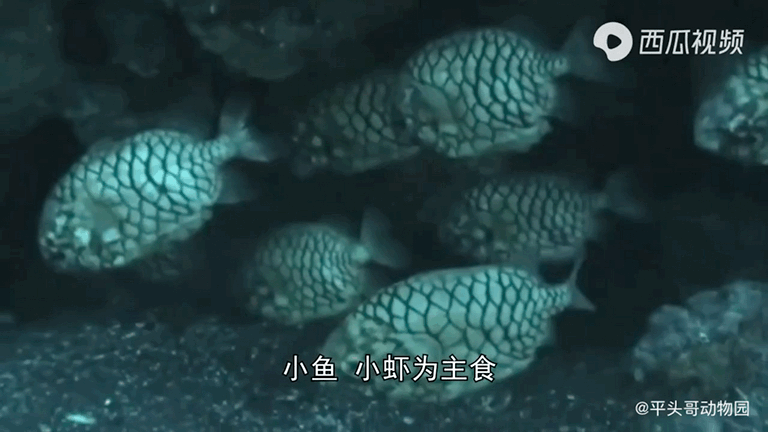 吸血的动物有哪些，最凶狠的十种吸血动物