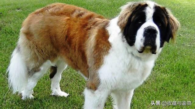 世界上最凶猛的犬，世界最凶猛十大犬种