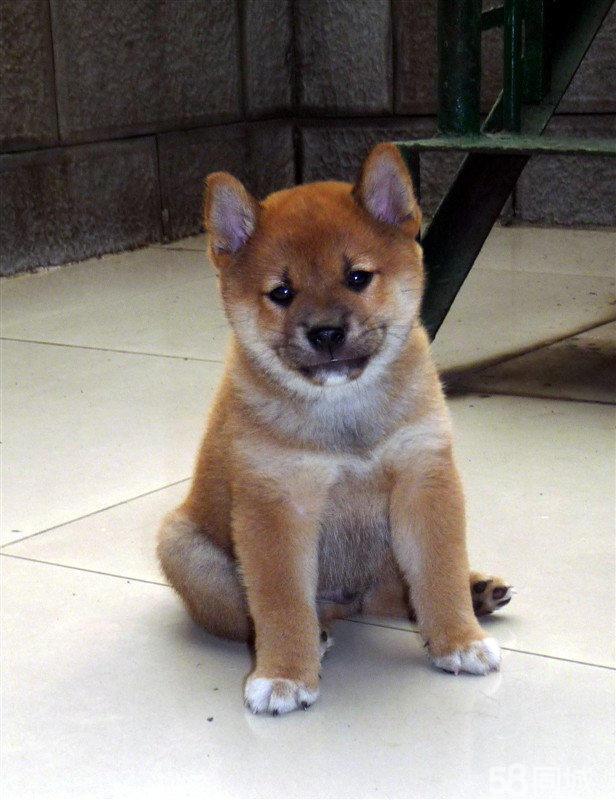 阿拉斯加犬小时候，狗一般有几个月就长成大狗了（毛茸茸的一团太可爱了吧）