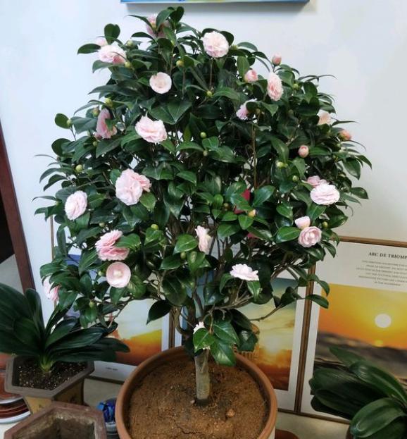 盆栽茶花怎么养，盆栽茶花怎么养才好（家庭养茶花问题重重）