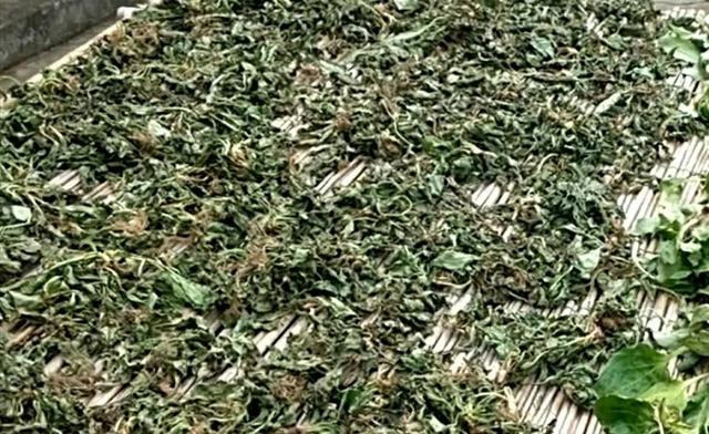 蒲公英是什么季节，蒲公英适合在什么季节种