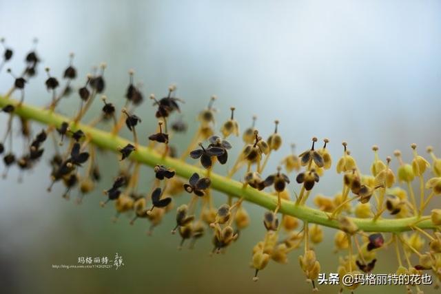 通向死亡的甜蜜诱惑，什么猪笼草是最好养（大量吸食它，可致人瘫痪、死亡）