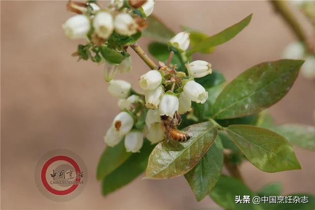 红心浆果介绍，蓬蘽越橘地菍