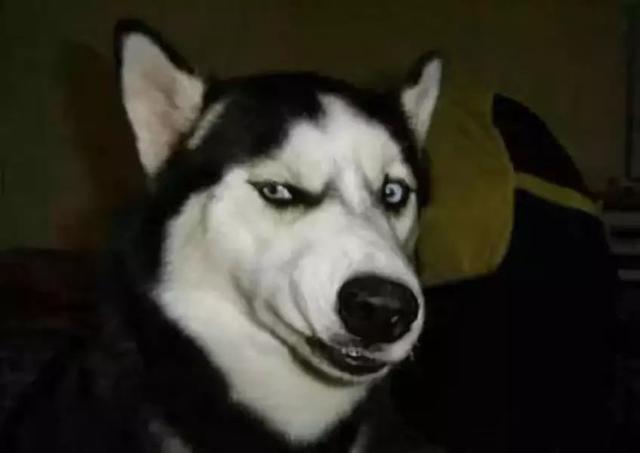 哪些狗狗性格温顺又便宜智商高，公认傻狗排行榜