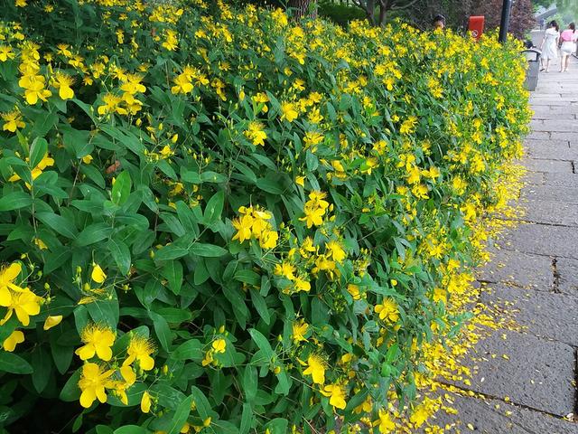 香水月季的养殖方法，香水月季的养法