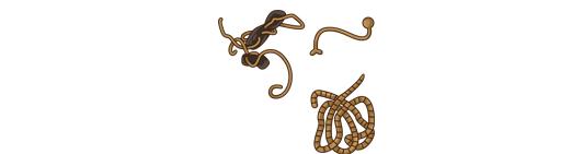 宠物为什么要驱虫，狗狗驱虫的重要性和好处（养宠物的家长都看过来）