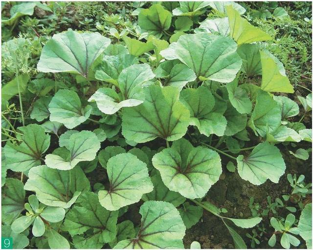 儿菜的食用方法，儿菜怎么吃这8种四川人冬季最爱的蔬菜