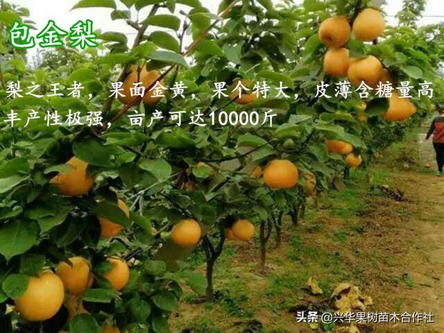 哪种梨最好吃，这6个地方比较出名