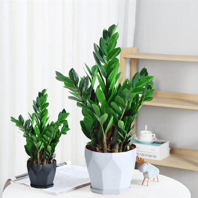 最适合家庭净化空气的花，17种公认的养人花