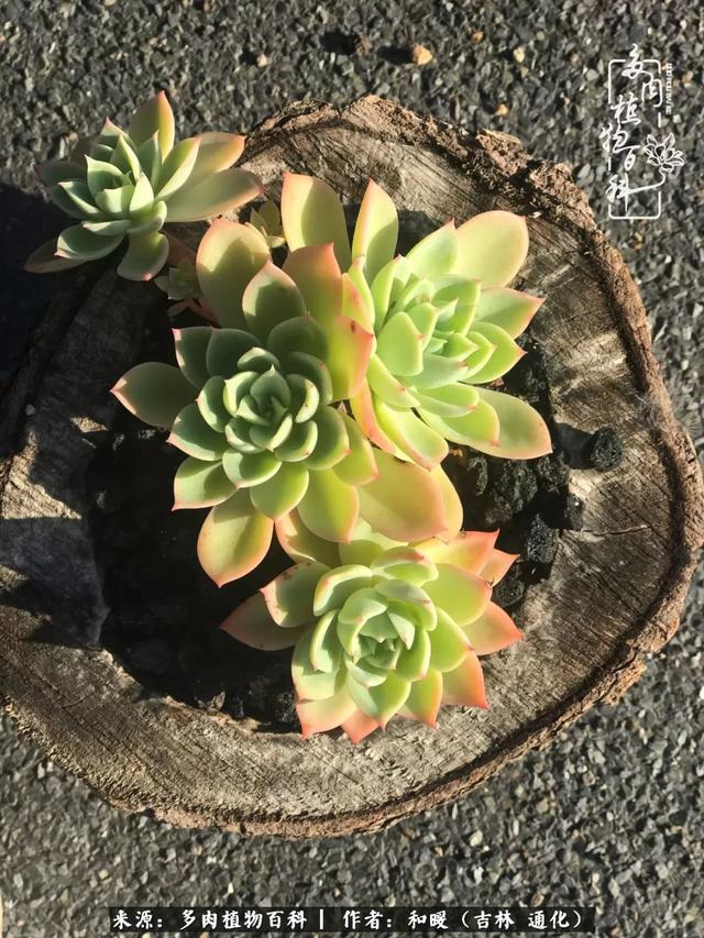 买肉，买肉的正确方法和注意事项