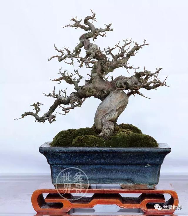 黄杨盆景大全，黄就成老师盆景精品欣赏