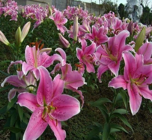 百合花开完花后植株如何处理，盆栽百合开花了怎么处理（百合开完别扔了）