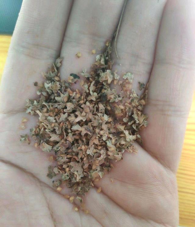 陀螺果什么植物，长得好看也别采摘和食用