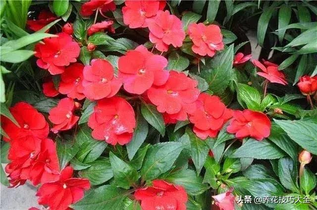 四季开花的花卉，十种四季开花的花卉有哪些（俏丽多姿的花卉）
