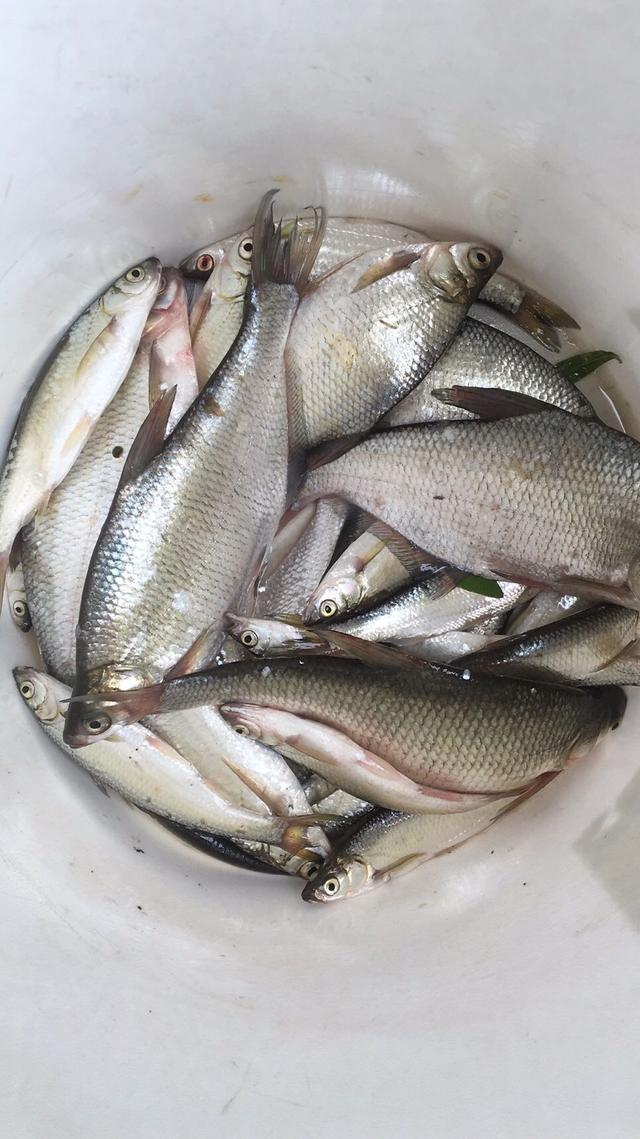 初秋鳊鱼很疯狂，鳊鱼的钓法及配饵