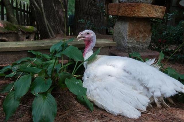 火鸡养殖方法与技术，火鸡的养殖技术