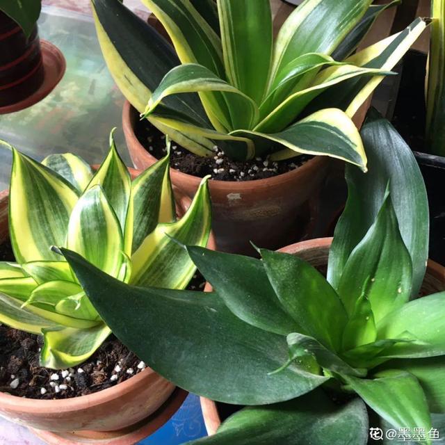 观叶植物的室内摆放，家里盆栽摆放有讲究