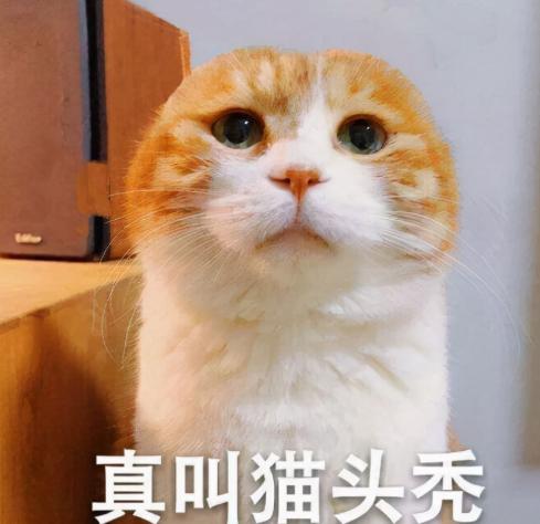 猫叫什么名字好听，猫咪起啥名字好听小白猫
