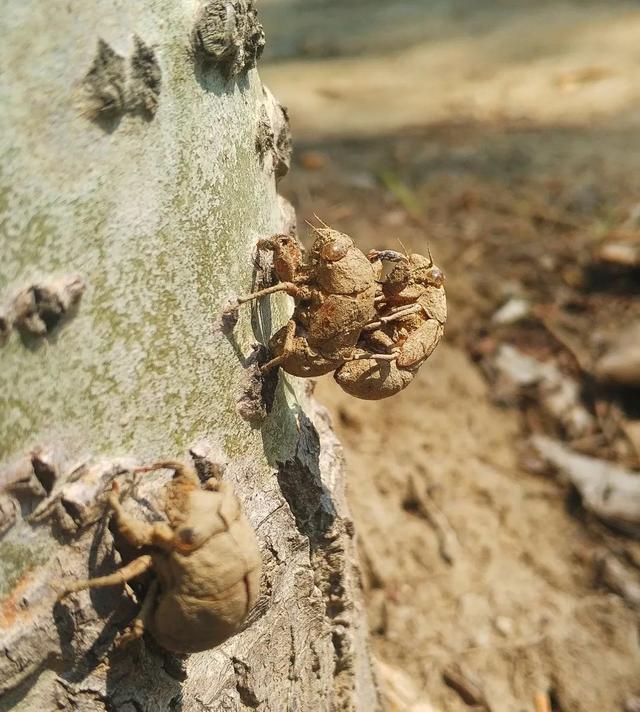 蝉一共有几种种类，青岛当地叫“截流”。主要有三种