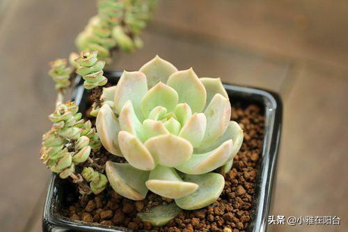 买回来的小多肉怎样从小养到爆盆，这4种多肉最好养活