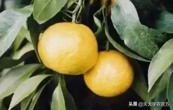 日本著名柑橘，“不知火”柑橘生理生态特性及栽培探讨