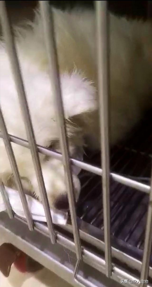 狗狗得犬瘟有哪些症状，狗瘟的症状