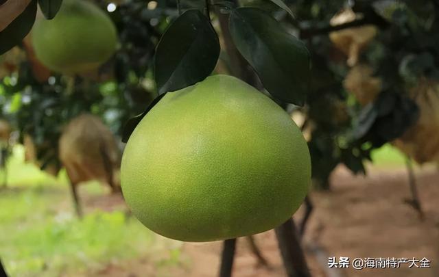 热带水果图片名称大全，海南10种热带水果（海南热带水果全介绍）